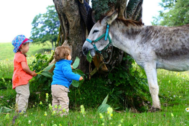 Young children giving grass to a donkey in the park