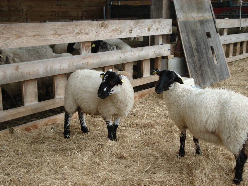 2 white sheep with black head and legs