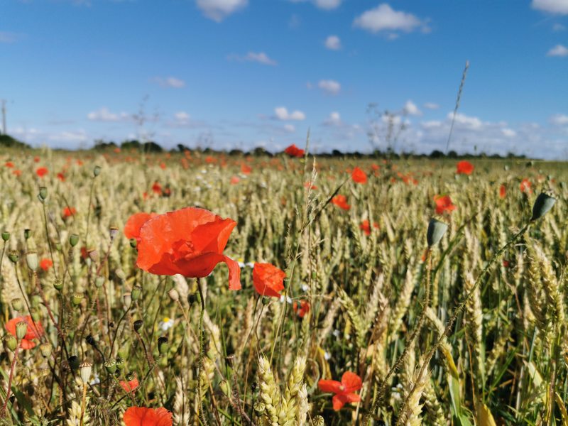 Wheat field with poppies