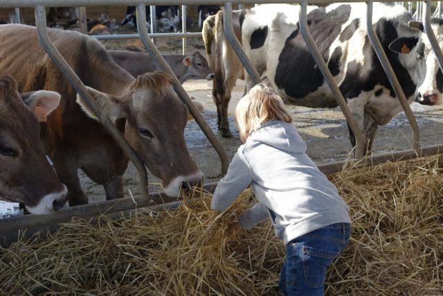 benon-bois-des-moines-terroir-vache-otamp-c-barbateau-2