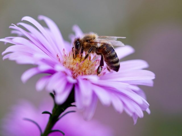 abeille-nature-ruche-apiculture-fleurs-2pixabay