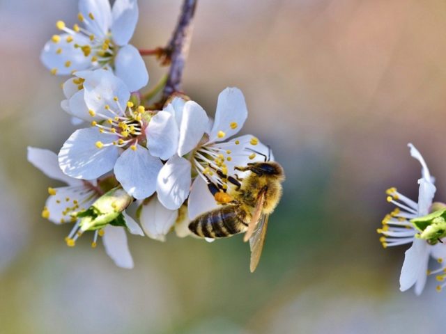 bee-nature-hive-beekeeping-flowers