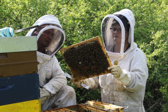 apiculteur-ruche-abeille-miel-visite-rucher-animation-ohmielmarsais-7