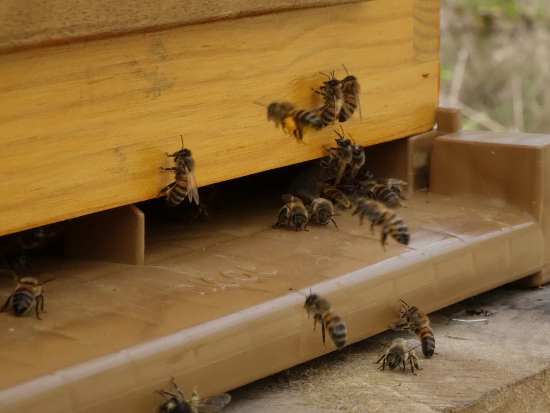 ruche-comptoir-local-abeilles-biodiversite-terroir-otamp-a-chague3