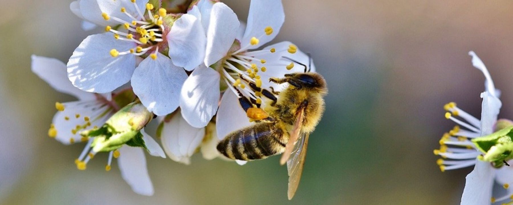 abeille-nature-ruche-apiculture-fleurs-1-aspect-ratio-2000-800