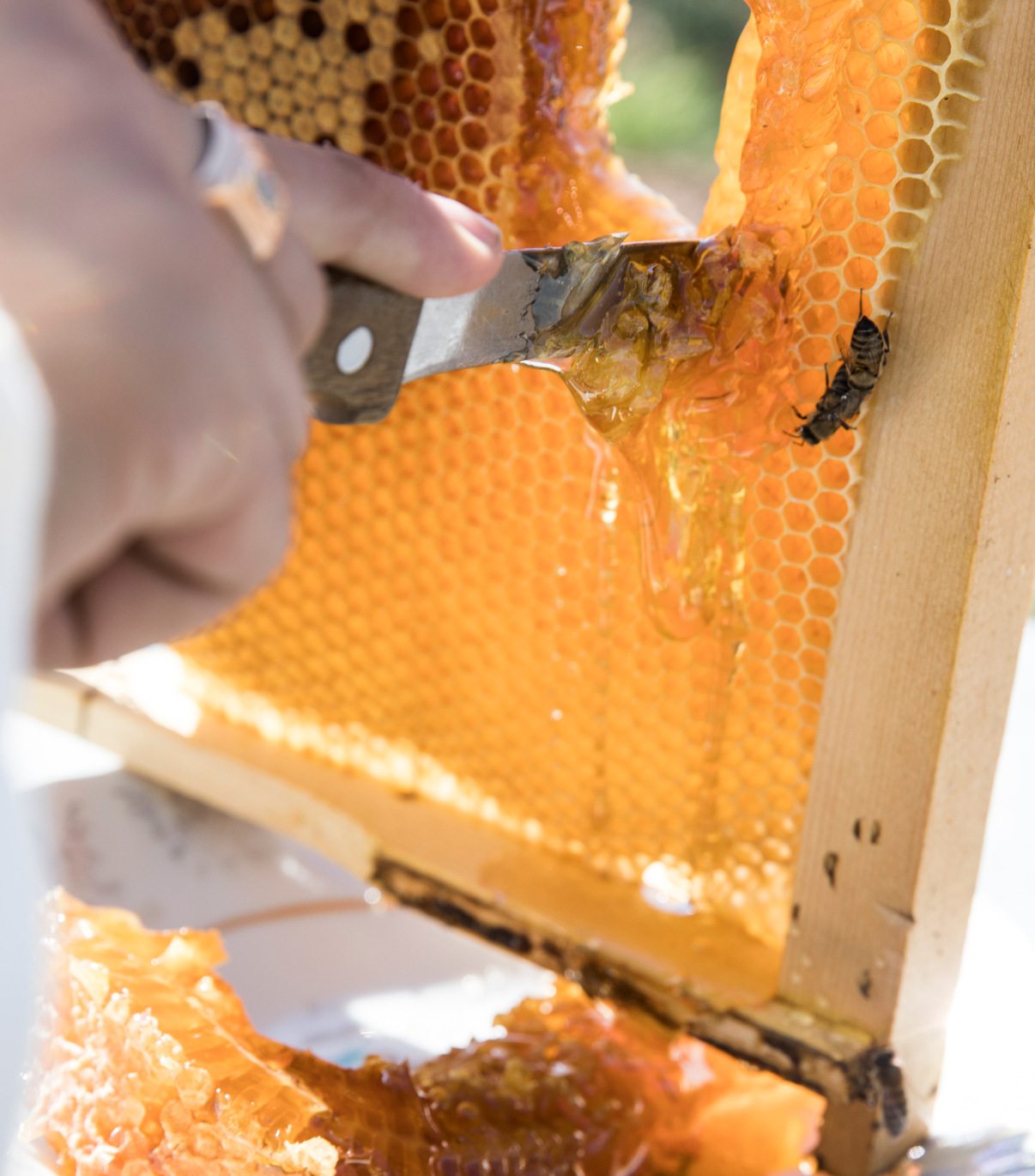 couper-miel-ruche-abeilles1