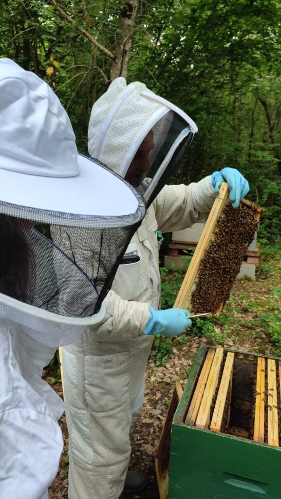 apiculture-visite-rucher-otamp