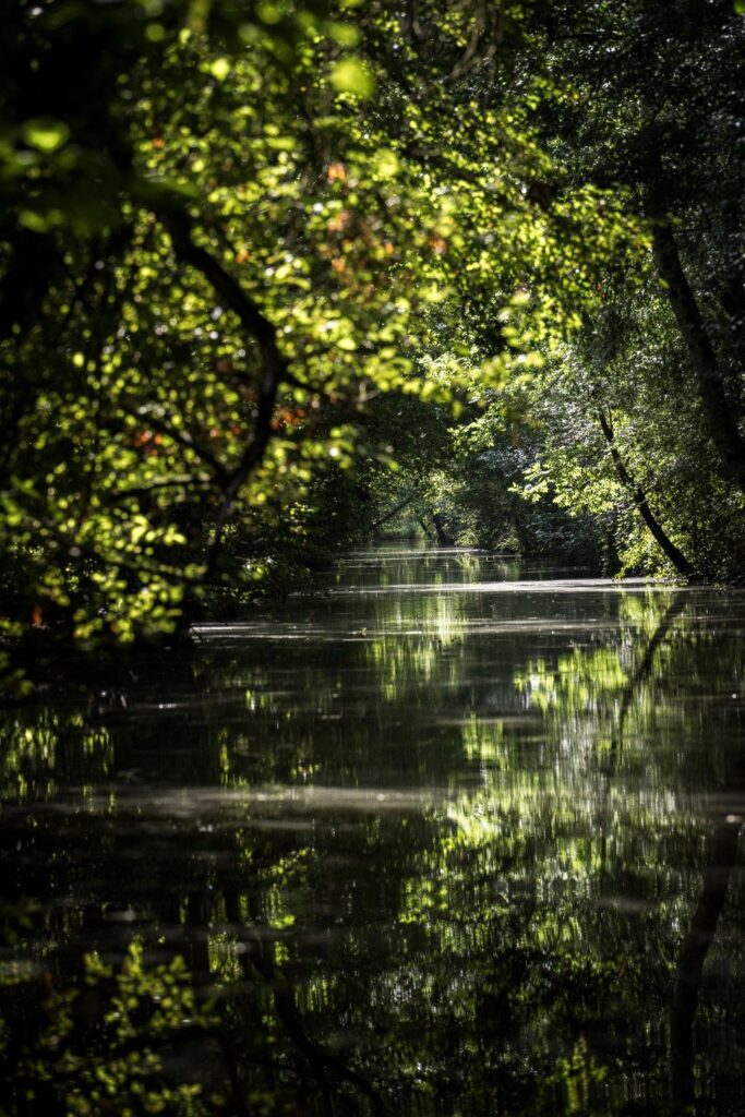 lumières dans le Marais poitevin