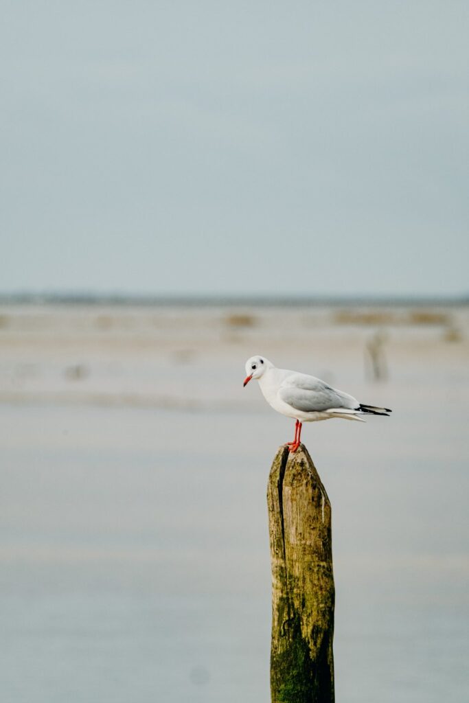 mouettestudiothomasbonnin-photographe