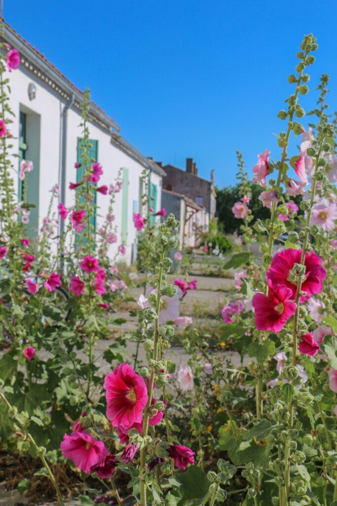 Roses trémières dans les rues de l'ile d'Aix