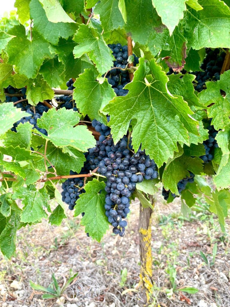 Vignes et raisin