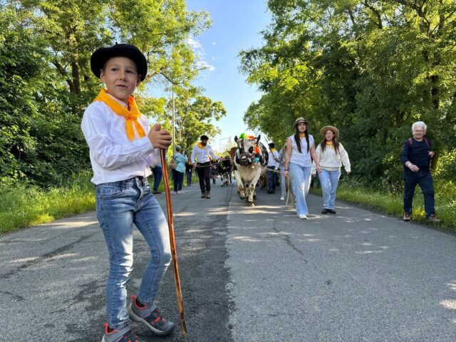 la-vallee-du-cure-aunis-transhumance