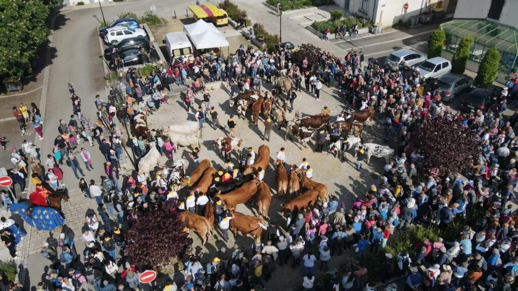 Transhumance sur la place du village