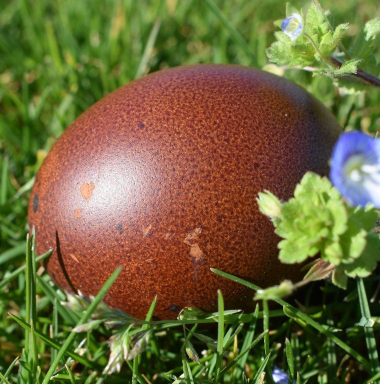 oeuf de poule de marans