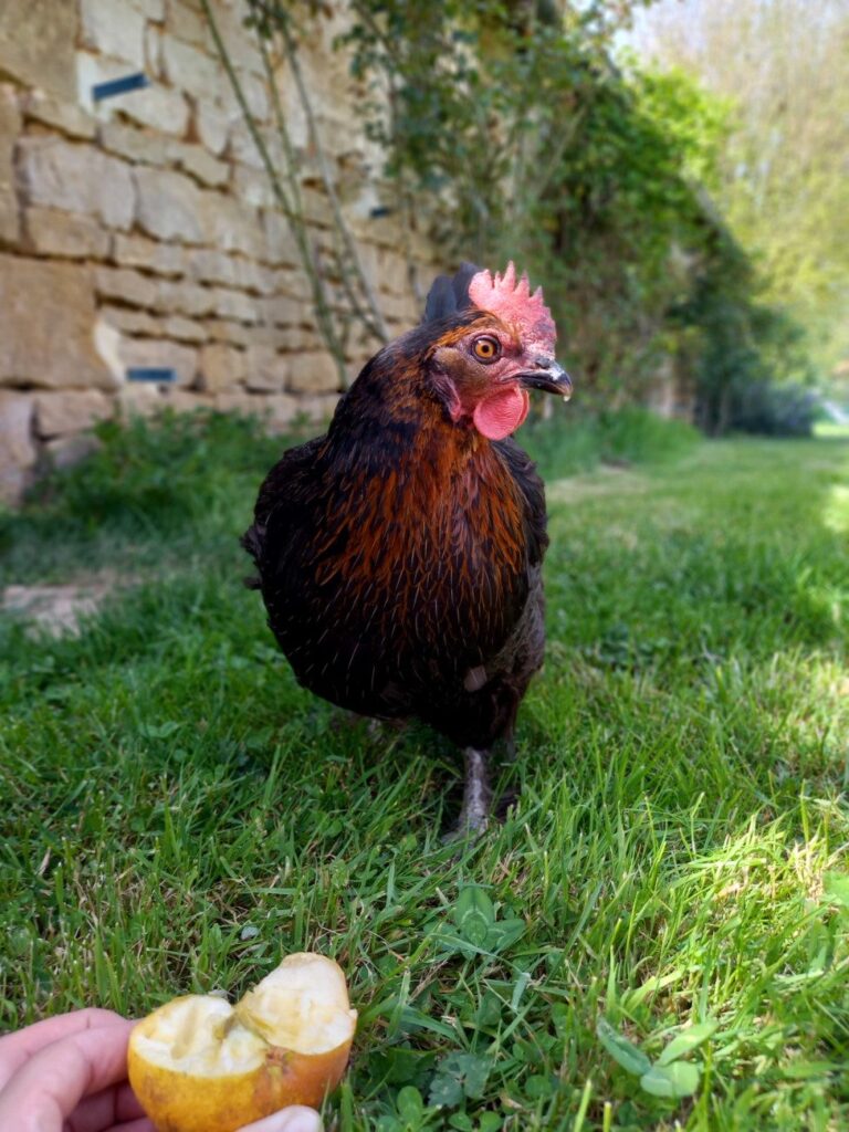 poule de Marans