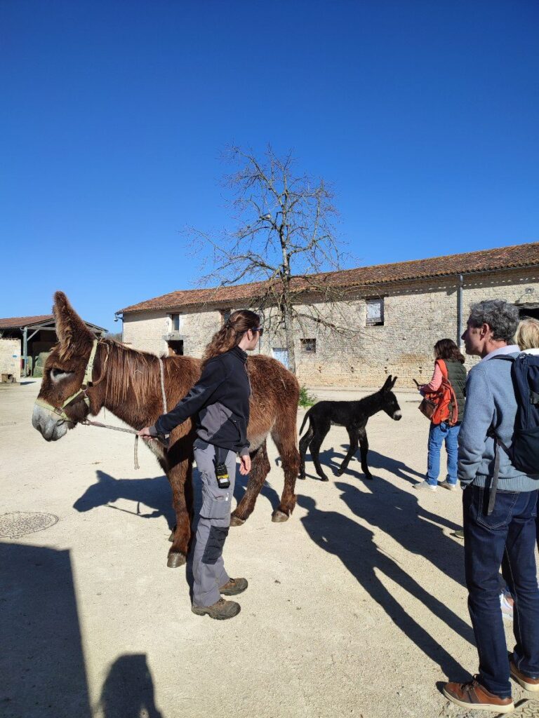 dampierre-asinerie-du-baudet-du-poitou-eductour-otamp