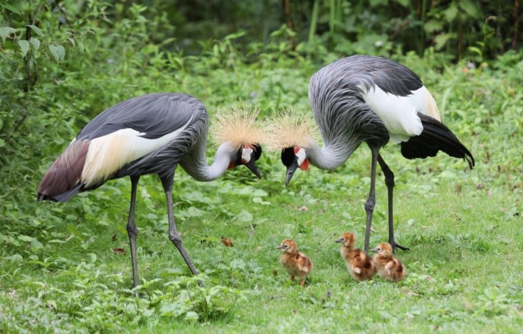 grues couronnées au parc ornithologique du marais poitevin