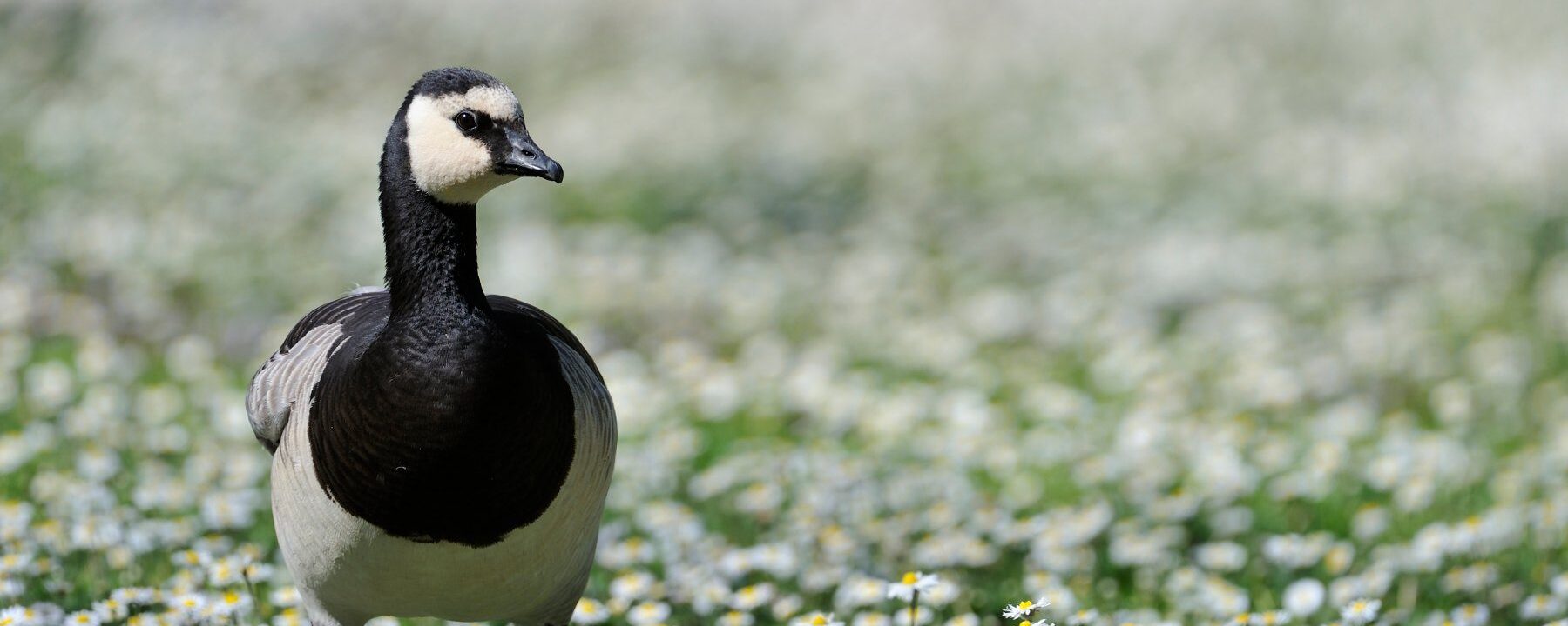 les-oiseaux-du-parc-orithologique-les-oiseaux-du-mp-aspect-ratio-2000-800