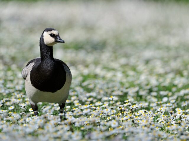birds-of-the-orithological-park-birds-of-the-mp-aspect-ratio-600-450